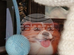 Румъния - Меган Доминеску - текстилен артист