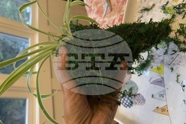 Gardening-Houseplants-Kokedama