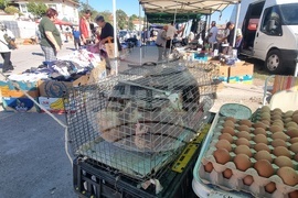 Ветово - информационна кампания за въвеждане на еврото в България