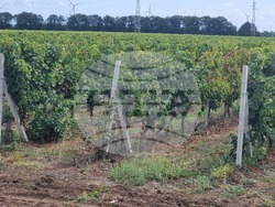 Каварна - „Калиакра" - винарска изба