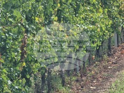 Каварна - „Калиакра" - винарска изба