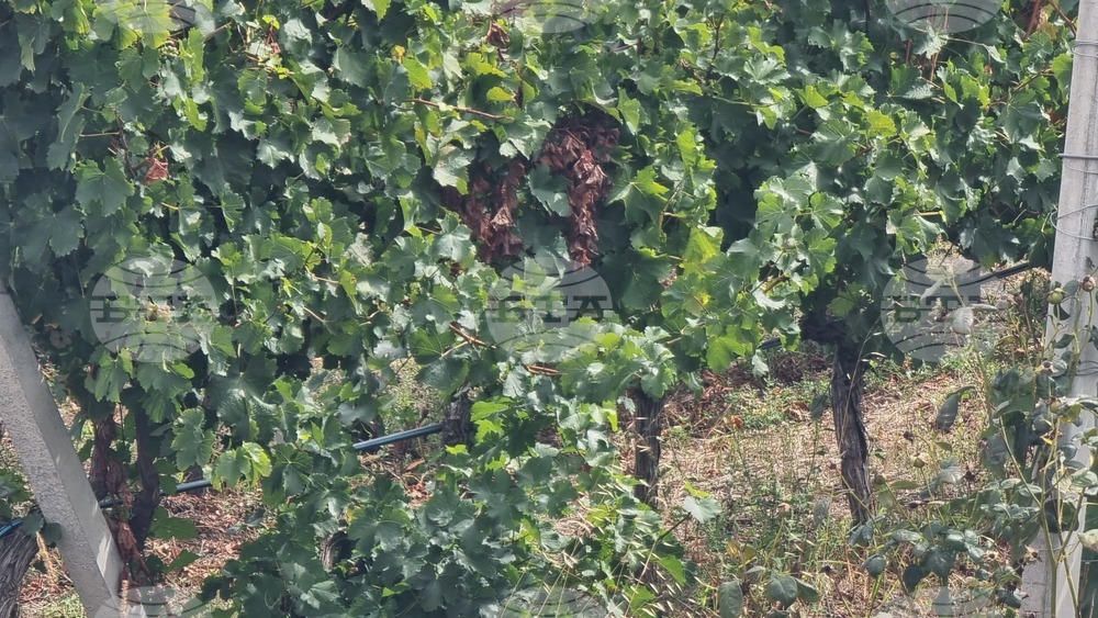 Каварна - „Калиакра" - винарска изба