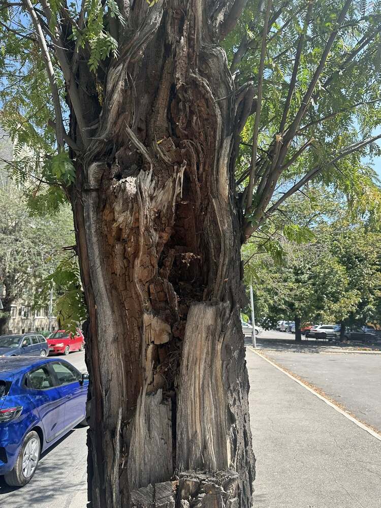 Община Стара Загора: Промени в маршрута на 3 автобусни линии утре заради санитарни мерки по дърветата по бул. „Славянски“ 