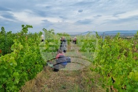 Село Овчарово - винарна „Вила Овчарово“ - производство