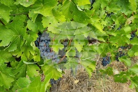 Село Овчарово - винарна „Вила Овчарово“ - производство