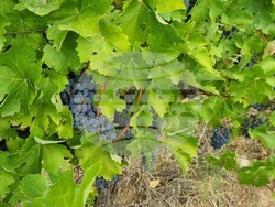 Село Овчарово - винарна „Вила Овчарово“ - производство