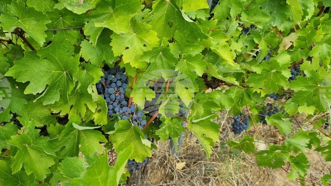 С дефиле, водено от гайдари, ще започне празникът на виното и мезето „Трифон Зарезан“ в Попово