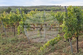 Ново село - Винарска изба „Ново село“