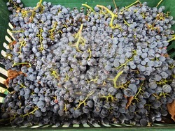 Ново село - Винарска изба „Ново село“