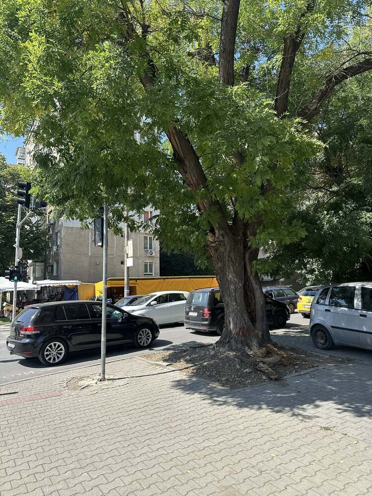 В Стара Загора се променя маршрутът на три автобусни линии поради санитарна резитба на дървета