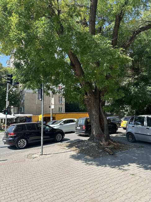 В Стара Загора се променя маршрутът на три автобусни линии поради санитарна резитба на дървета