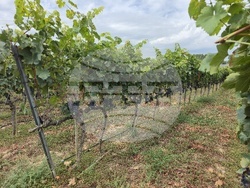 Гоце Делчев - винарна Ува Нестум