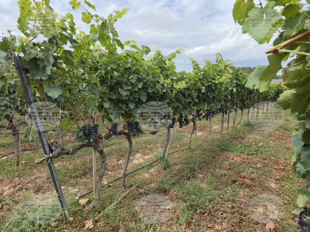 Uva Nestum: Traditional Methods, Strict Control Are Key to Wines with Their Own Style