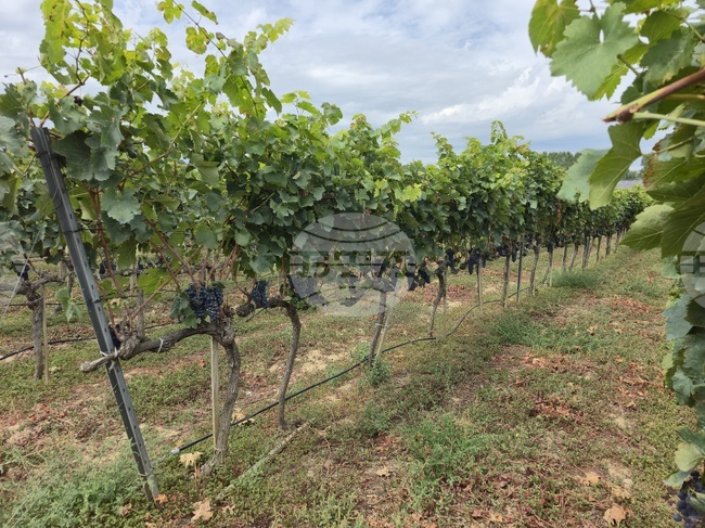 Uva Nestum: Traditional Methods, Strict Control Are Key to Wines with Their Own Style