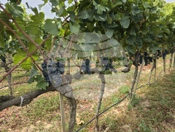 Гоце Делчев - винарна Ува Нестум