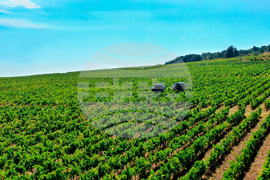 Сунгурларе - "Винекс Славянци"