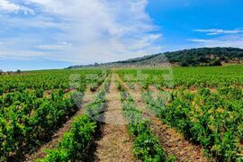 Сунгурларе - "Винекс Славянци"