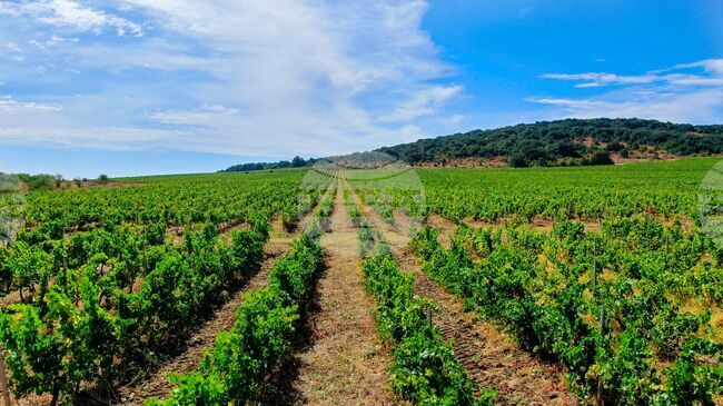 Сунгурларе - "Винекс Славянци"