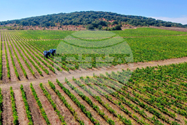 Сунгурларе - "Винекс Славянци"