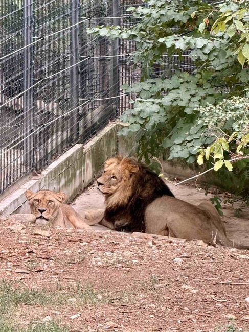 Зоопаркът в Стара Загора посрещна нови обитатели – лъвовете София, Елза и Лео