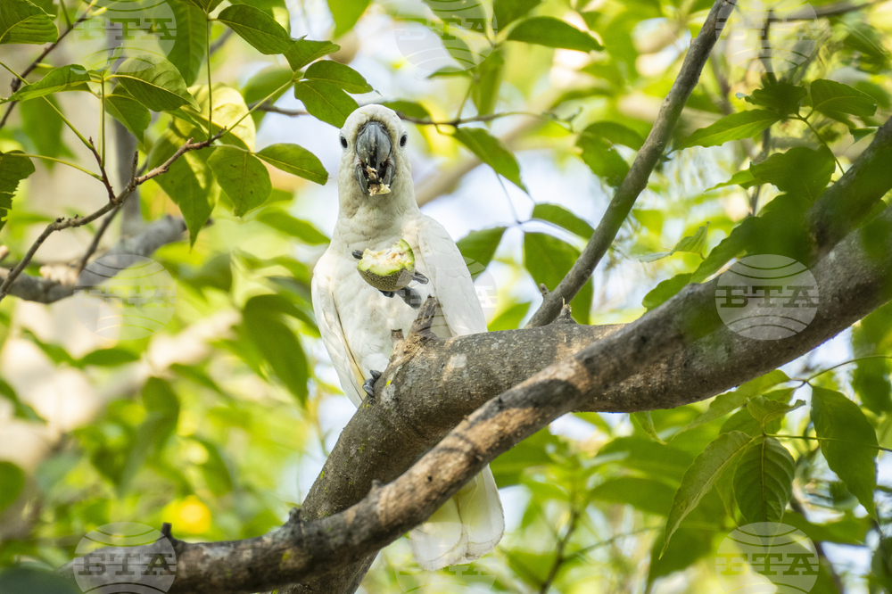 Hong Kong Cockatoo