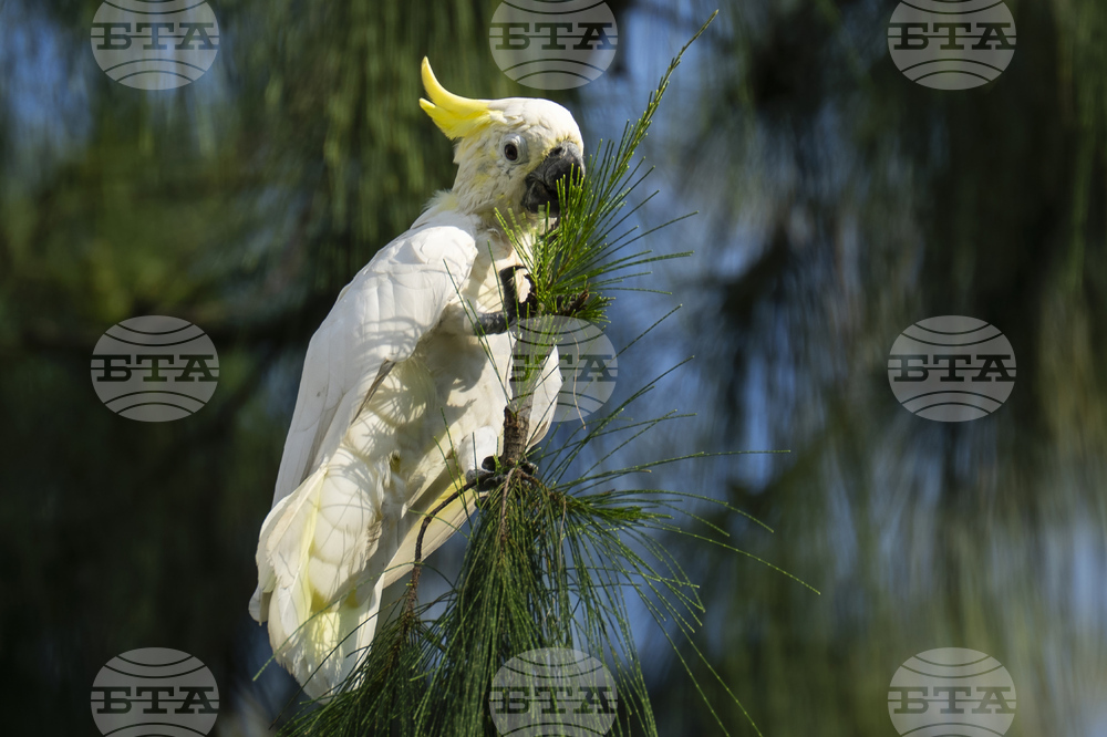 Hong Kong Cockatoo