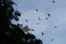 Hong Kong Cockatoo