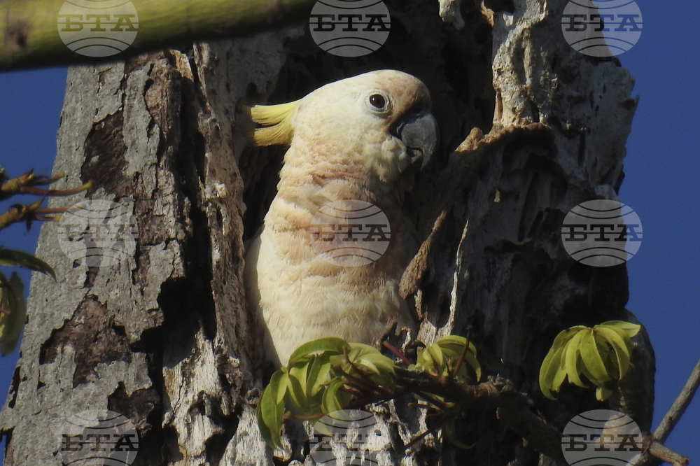 Hong Kong Cockatoo