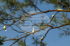 Hong Kong Cockatoo