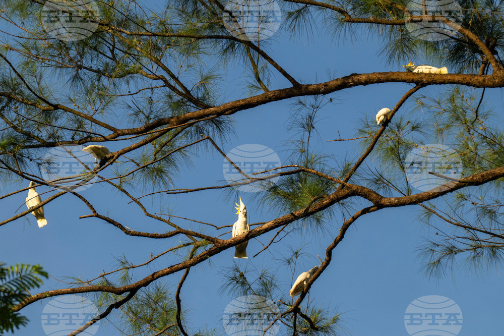 Hong Kong Cockatoo