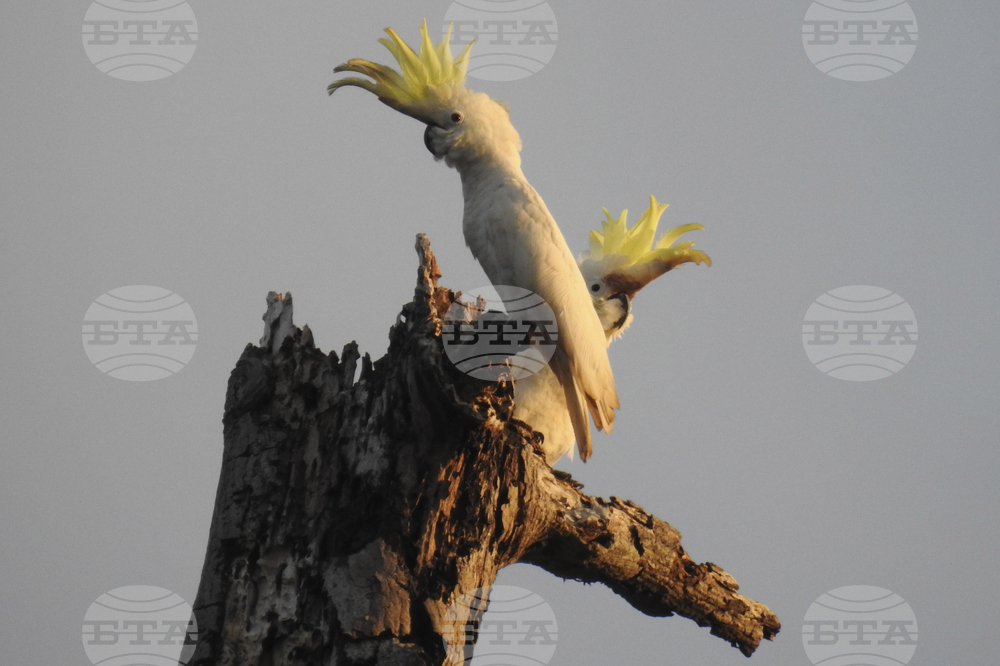 Hong Kong Cockatoo