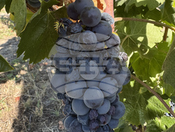 Село Черганово - Винарска изба „Черганово“