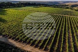 Силистра - винарска изба „Кайнарджа“