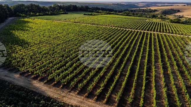 Винарска изба "Кайнарджа" планира изграждането на места за настаняване и ресторантска част