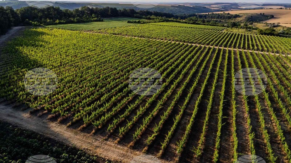 Силистра - винарска изба „Кайнарджа“