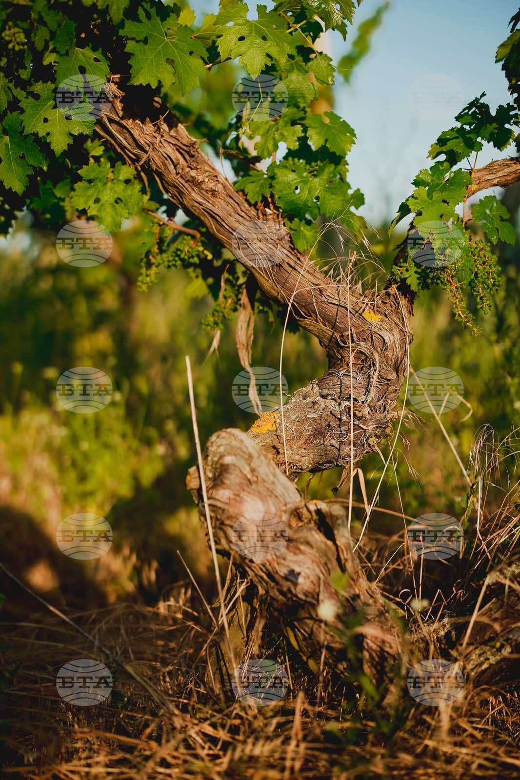 Силистра - винарска изба „Кайнарджа“