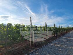 Кочериново - винарна - "Вила Монтевино"