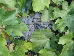 Кочериново - винарна - "Вила Монтевино"