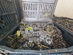 Село Глушник - шато "Авли"