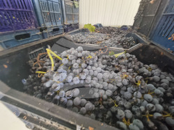 Село Глушник - шато "Авли"