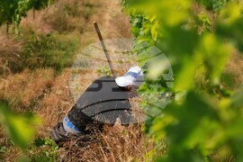 Семейна винарна край село Есен произвежда вино с минимална намеса и максимално уважение към природата