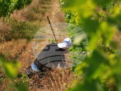 Семейна винарна край село Есен произвежда вино с минимална намеса и максимално уважение към природата