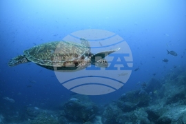 Climate High Seas Treaty