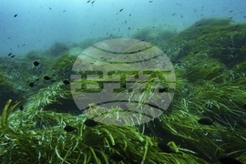 Climate High Seas Treaty