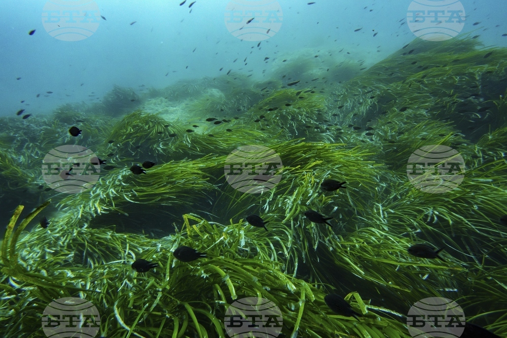 Climate High Seas Treaty