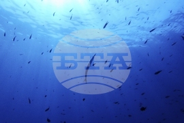 Climate High Seas Treaty