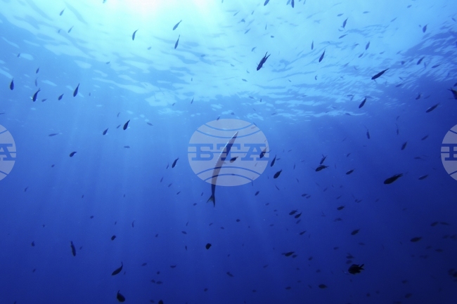 Учените предупреждават за скритата опасност от живак в океана