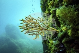 Climate High Seas Treaty