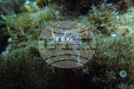 Climate High Seas Treaty