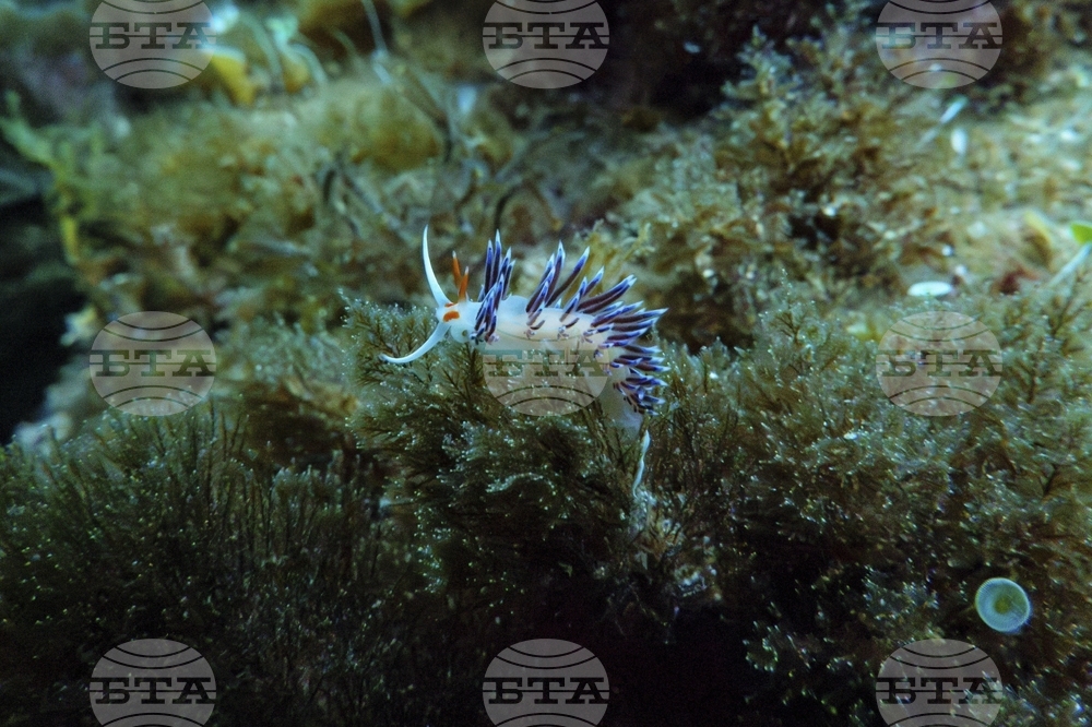 Climate High Seas Treaty